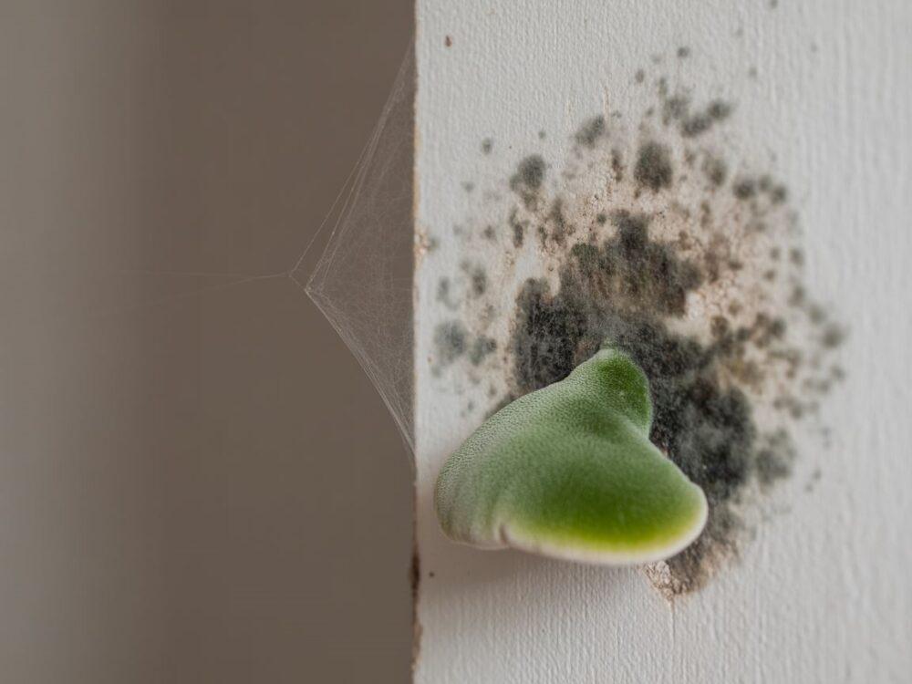 pleśń na ścianie